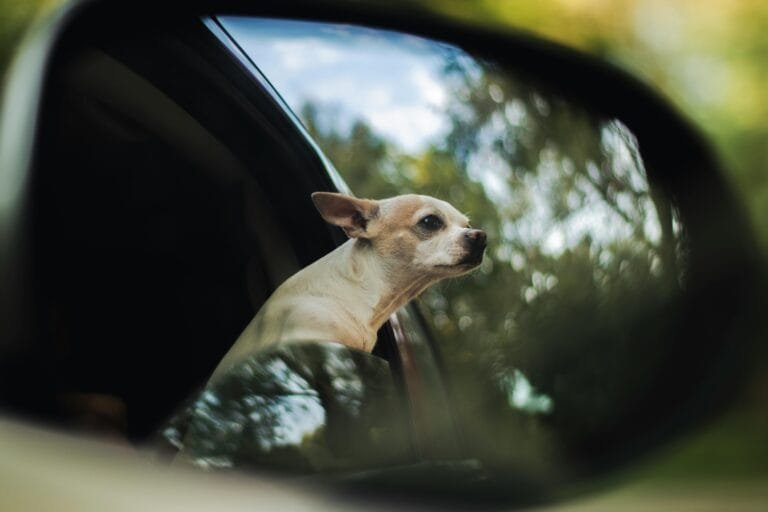 Traveling with dogs: a small light-colored dog sticks its head out of a car window, seen through the side-view mirror. The background shows greenery and a bright sky, with the reflection slightly blurred.