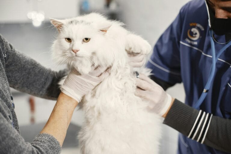 A white fluffy cat being examined by veterinary professionals during a routine cat health checkup in a clinical setting.