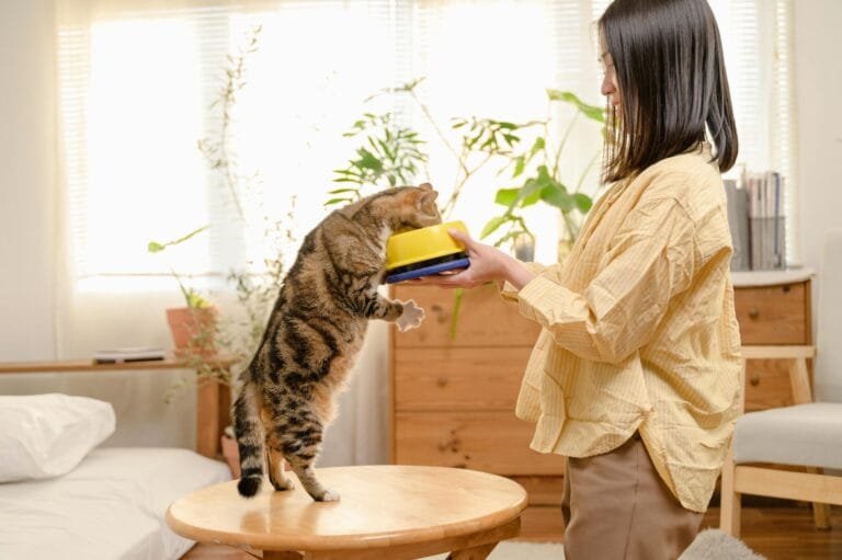  A woman in a beige blouse demonstrates cat training by presenting a yellow feeding bowl to a curious tabby cat standing on a wooden coffee table in a bright, cozy living room.