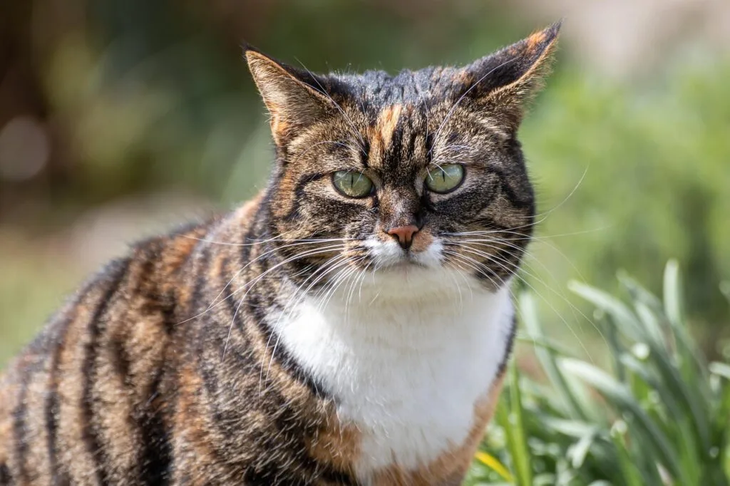 A tabby calico cat sits in a sunny garden, green eyes looking toward the camera, with white chest fur and brown, black, and orange markings.