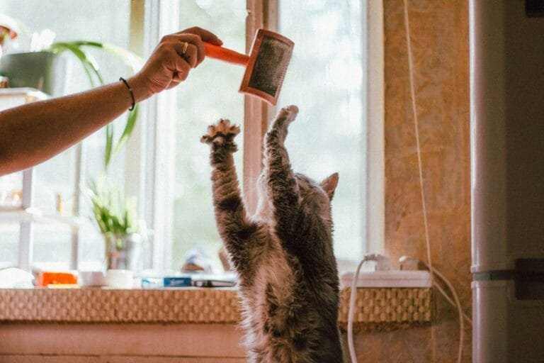A fluffy cat sits on its hind legs with front paws raised, reaching toward a hand holding a pet brush near a sunlit window in a cozy kitchen, capturing a gentle cat grooming moment.