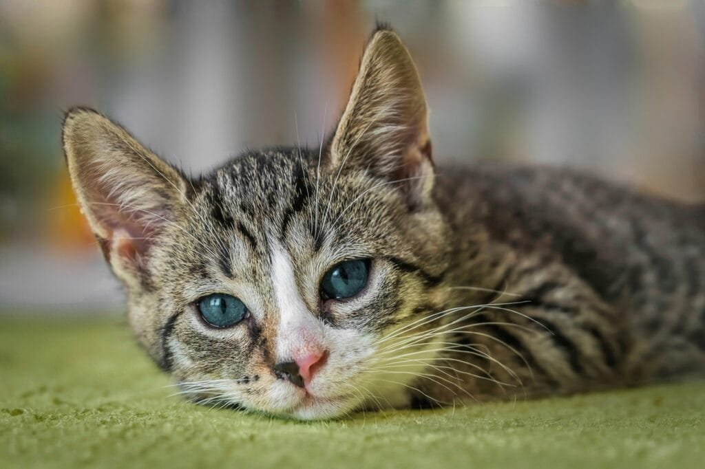 A sleepy tabby kitten with blue-green eyes lies down on a soft green rug, gazing softly at the camera with a pink nose and white muzzle