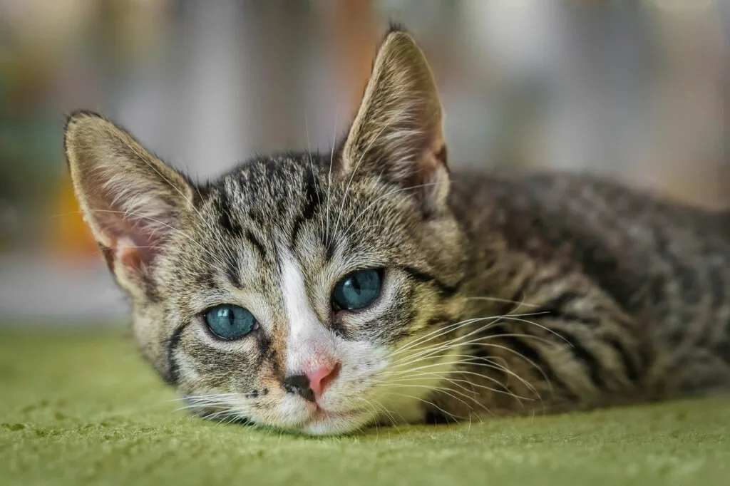 A sleepy tabby kitten with blue-green eyes lies down on a soft green rug, gazing softly at the camera with a pink nose and white muzzle