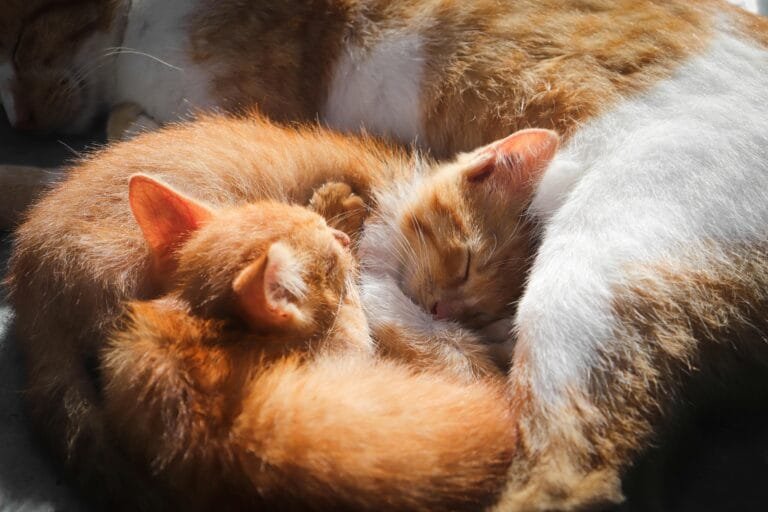 A pair of orange kittens curled up next to their mother, resting together in a warm, tender cuddle: an image of a multi-cat home.