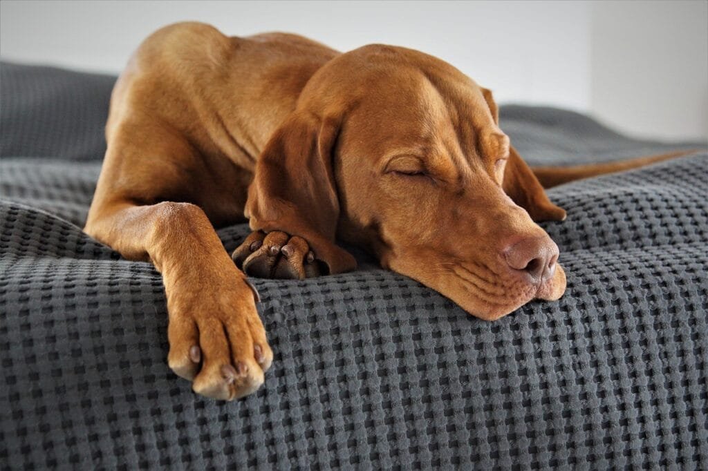 Dog Sleep Basics: Why Rest Matters for Your Pet Sleeping dog: a young reddish-brown dog is lying on a textured dark-gray blanket with its eyes closed, resting its head and front paws on the surface.