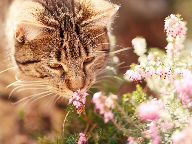 Smells cats avoid — a curious tabby cat sniffing heather, a plant with a scent many felines tend to shy away from.