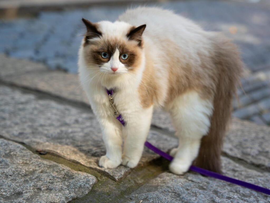 How to Train a Senior Cat: Complete Guide A fluffy white and brown cat wearing a purple harness and leash, standing on a stone pavement during an outdoor walk.