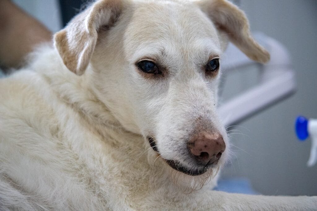 What Is Silent Pain in Dogs? Light-colored dog resting calmly at the vet, showing subtle signs of silent pain that may go unnoticed without close observation