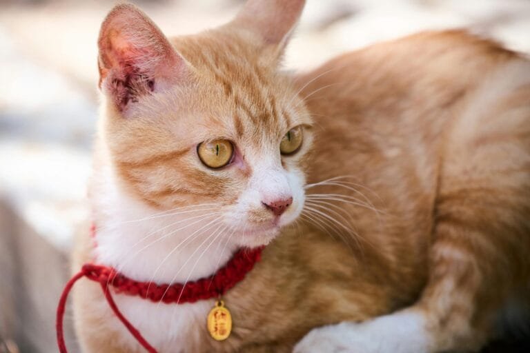 Orange and white cat with golden eyes wearing a red collar outdoors, demonstrating how to train a senior cat.