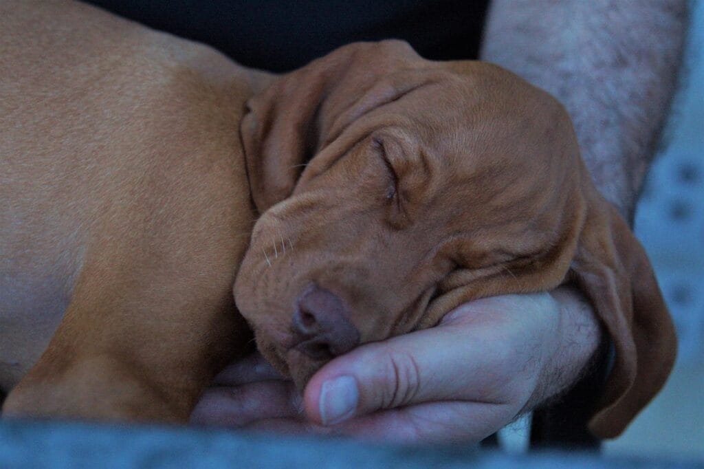 Do Dogs Dream Like Humans? Sleeping brown puppy cradled gently in a person’s hand.