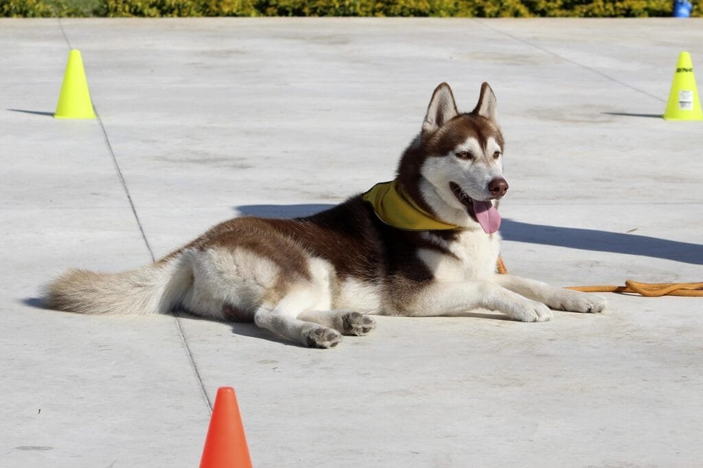 Dog Training at 3 Years Old: Why It’s Never Too Late to Start Brown and white Siberian Husky wearing a yellow bandana, lying calmly near colorful training cones on a sunny day—ideal example of dog training at 3 years old.
