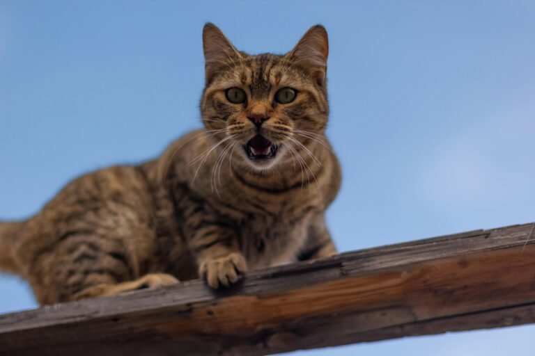 Bad Behavior in Cats is reflected in a brown tabby cat meowing while standing on a wooden railing.