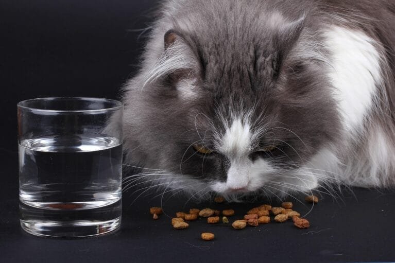 A fluffy gray and white cat eats dry kibble scattered on a dark surface, with a clear glass of water beside it, illustrating everyday cat nutrition and hydration in a home setting.