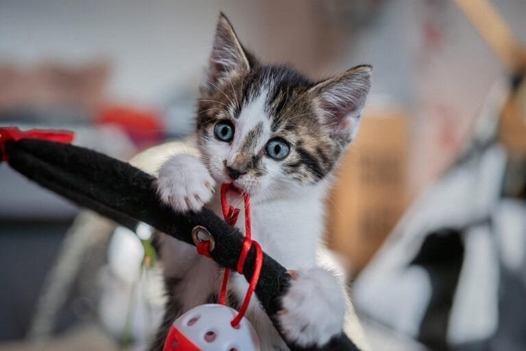 cat play