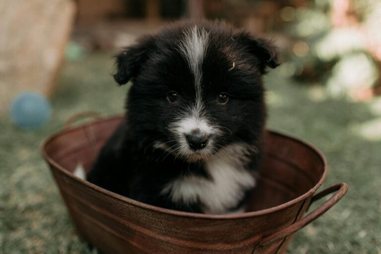 777 rule for dogs inspired adorable puppy sitting in a rustic wooden bucket, looking curious and calm in a cozy, natural setting.