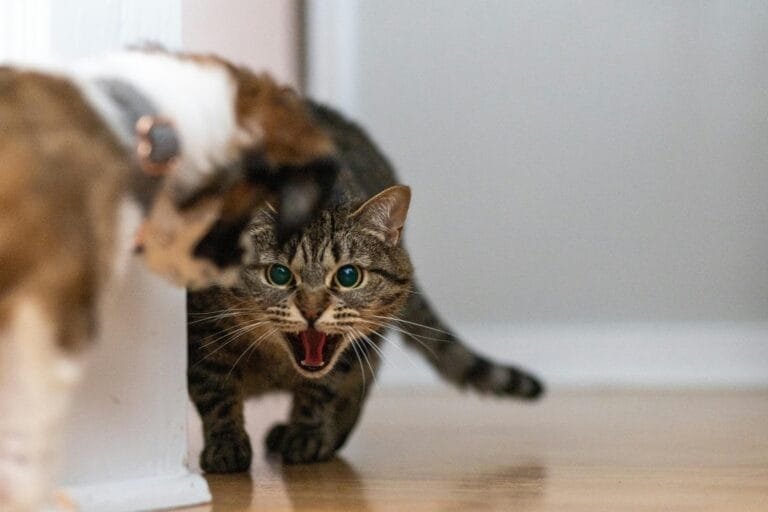 An angry brown tabby cat with ears back and teeth showing, capturing a defensive moment in cat behavior and the ways felines express stress or boundaries.