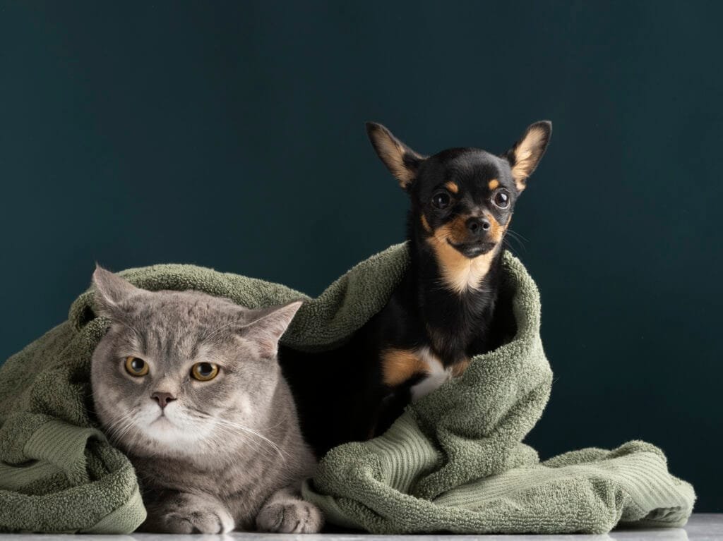 Products beautiful pet portrait small dog cat
