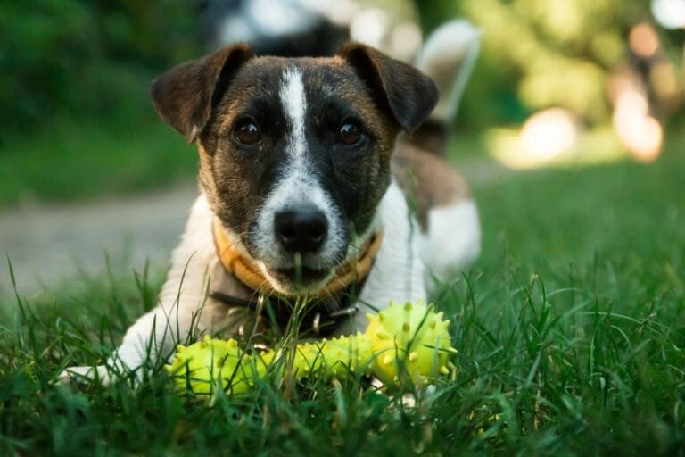 Dog owner mistakes highlighted by a brown and white short‑coated dog resting on green grass beside a yellow bone toy during daytime.