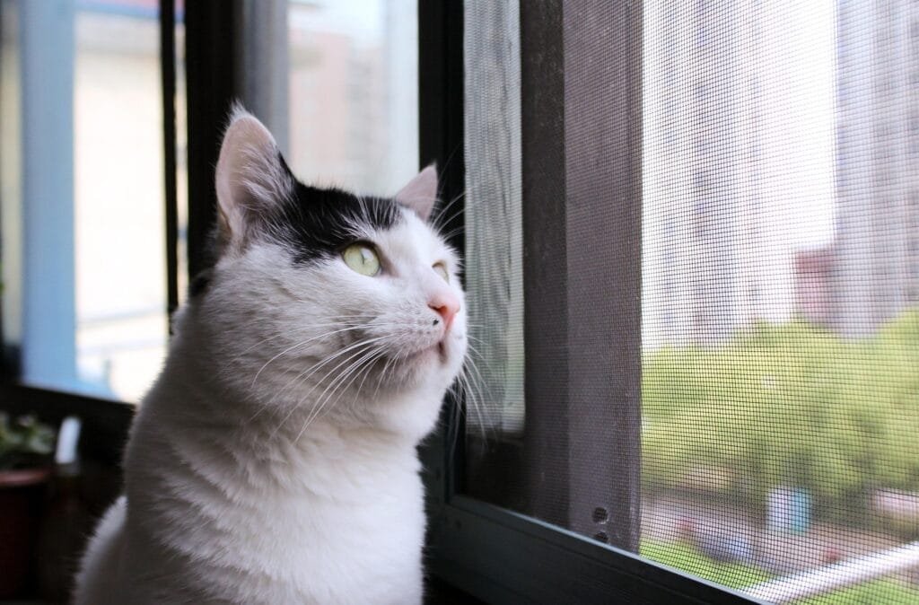 About Us Cat Look far into the distance