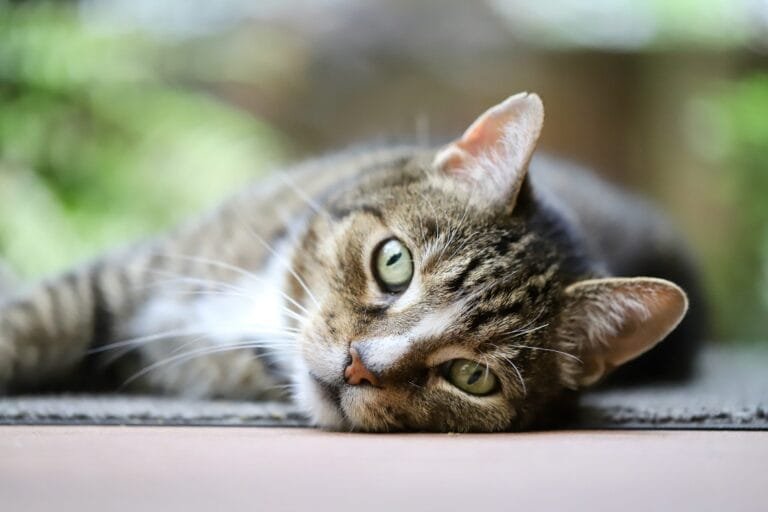 Cat mackerel European Shorthair lying on the floor, gazing off as it appears weak and unwell — a realistic example of How Do Cats Act When They Are Sick.