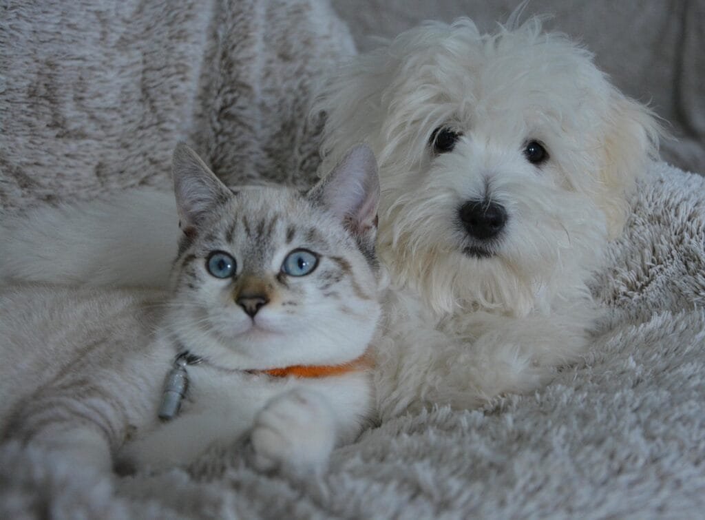 Pet products on sale Illustration of happy pets alongside educational resources, representing Kelbis’ trusted Dog and Cat Care Articles for owners seeking tips, guides, and expert advice.