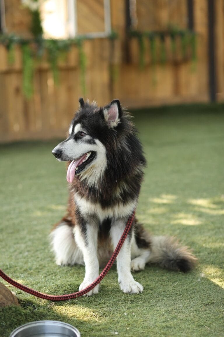 Dog in the yard with a leash, ready for dog‑friendly activities and outdoor fun.