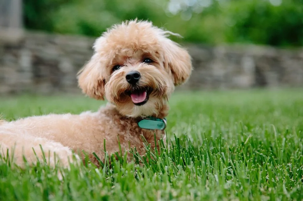 happy puupy