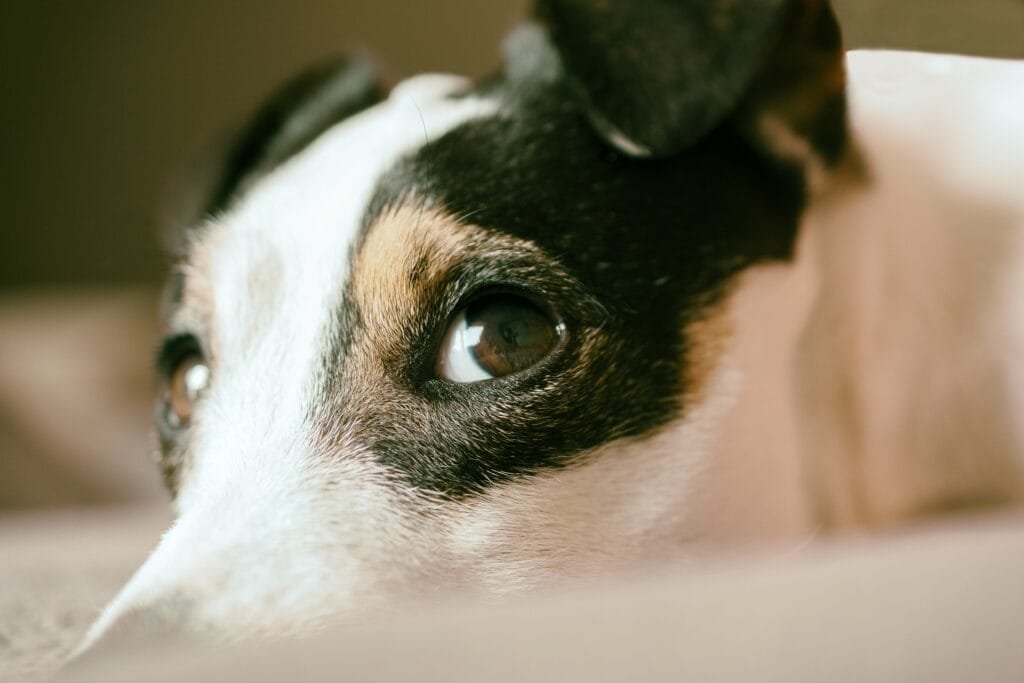 About Us Jack russel dog looking at the comera