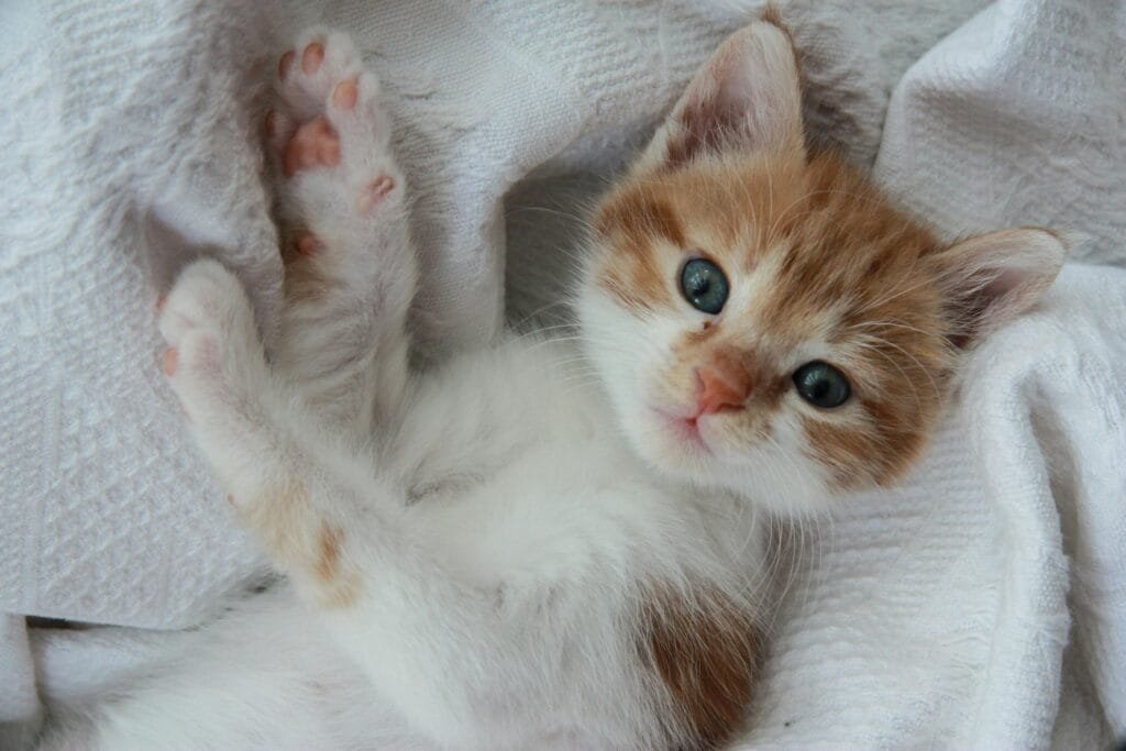 Understanding the Emotional World of Cats: Do Cats Feel Abandoned When Rehomed? An adorable orange kitten relaxing on a soft white blanket, reflecting the gentle side of cat domestication and the bond between humans and felines.