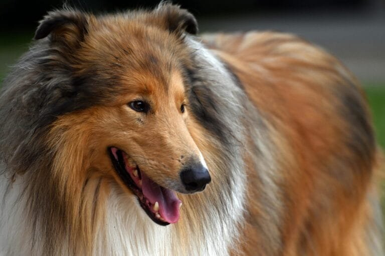 Pregnant dog with a beautiful fluffy collie coat, standing gracefully and looking to the side with soft fur catching the light.