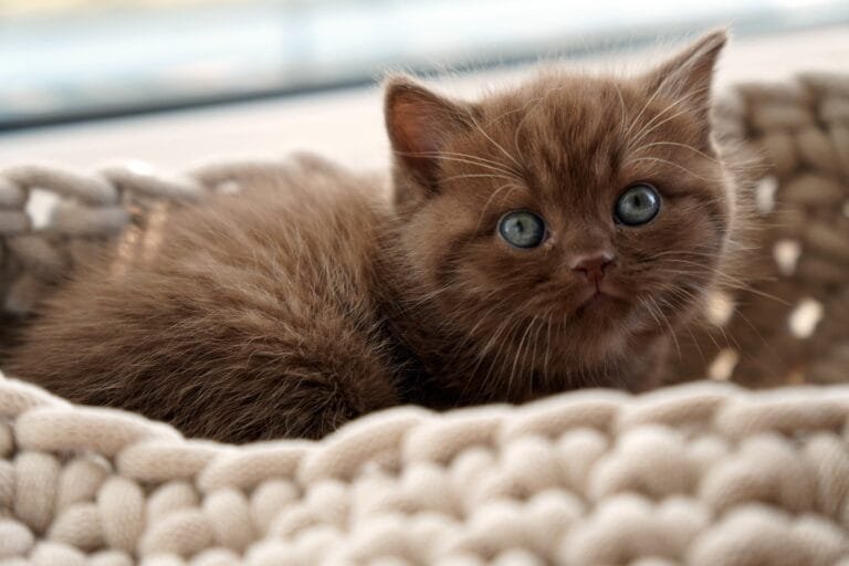 A British Shorthair kitten curled up in a cozy basket, reflecting Why Cats Adapt to Living With Humans through their calm nature and comfort in shared spaces.