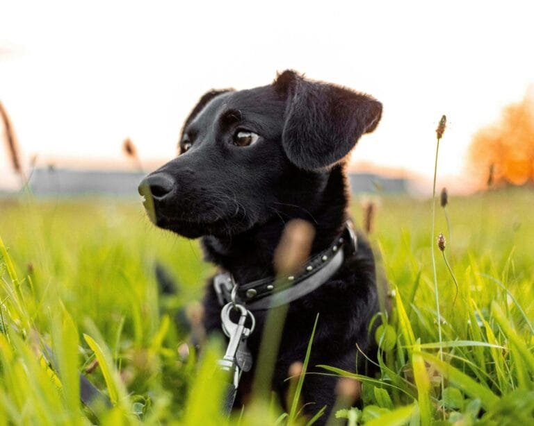 E-collar safely on dogs is represented by a calm black dog resting on green grass, highlighting responsible training practices and canine well-being.